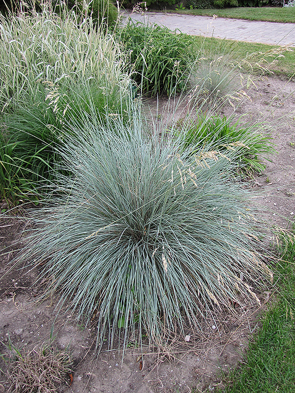 Blue Oat Grass (Helictotrichon sempervirens) at Eagle Lake Nurseries