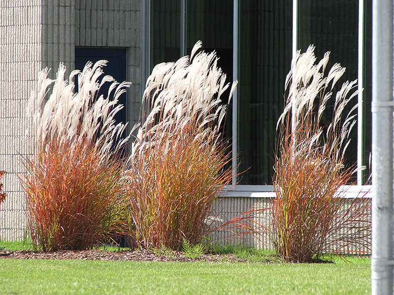 Flame Grass (Miscanthus sinensis 'Purpurascens') at Eagle Lake Nurseries