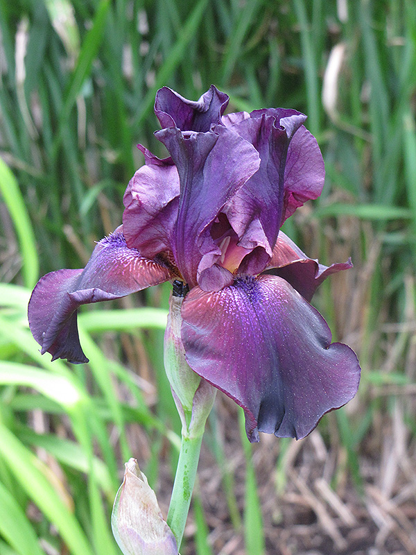 Superstition Iris (Iris 'Superstition') at Eagle Lake Nurseries