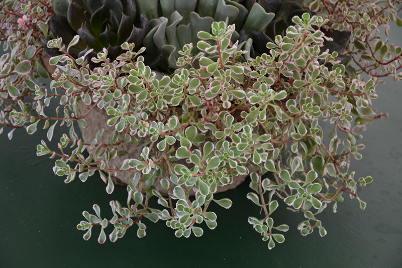 Tricolor Stonecrop (Sedum spurium 'Tricolor') at Eagle Lake Nurseries