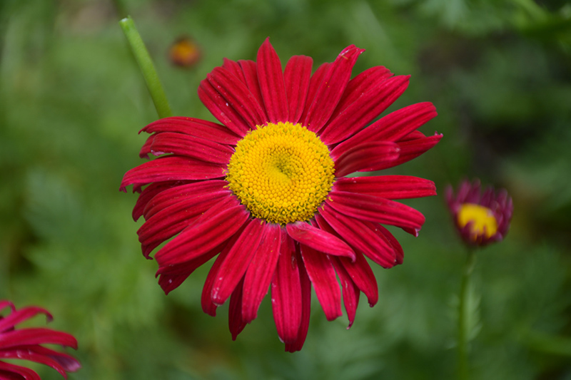 Robinson's Red Painted Daisy (Tanacetum coccineum 'Robinson's Red') at Eagle Lake Nurseries