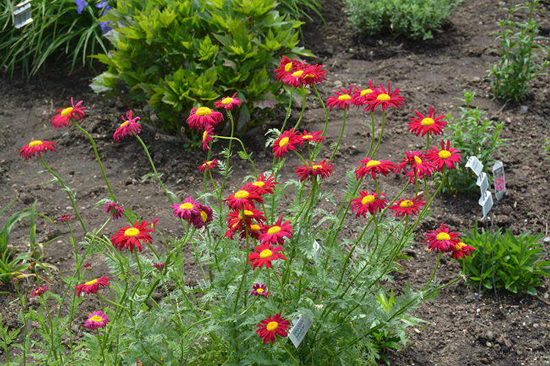 Robinson's Red Painted Daisy (Tanacetum coccineum 'Robinson's Red') at Eagle Lake Nurseries