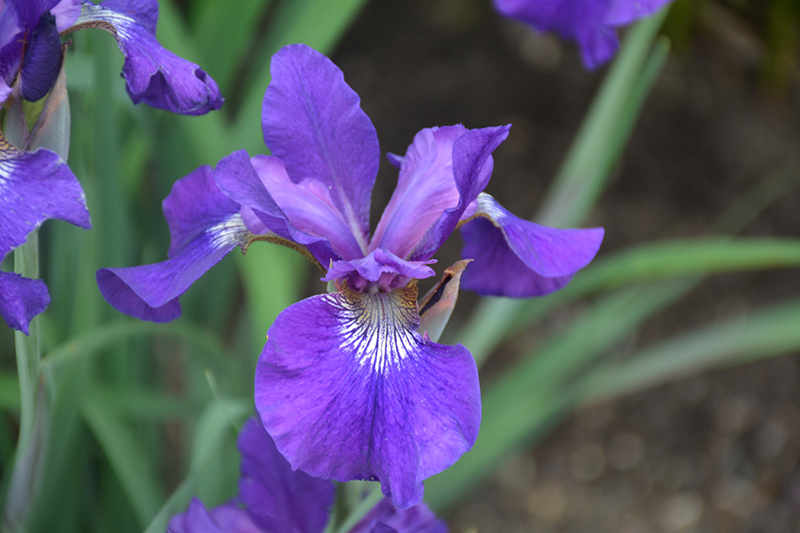 Ruffled Velvet Iris (Iris sibirica 'Ruffled Velvet') at Eagle Lake Nurseries