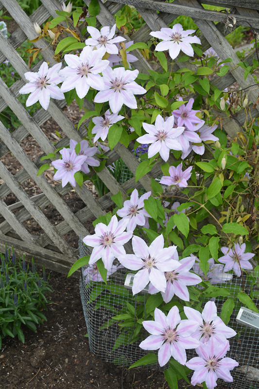 Nelly Moser Clematis (Clematis 'Nelly Moser') at Eagle Lake Nurseries