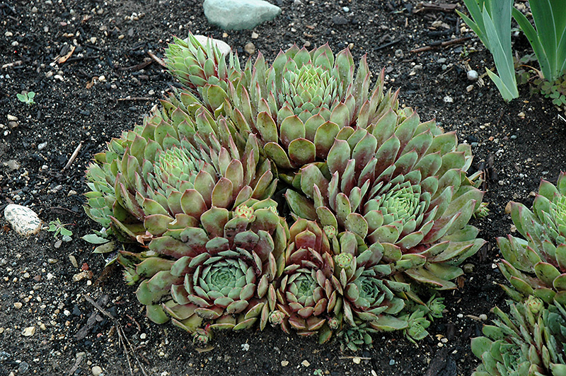 Ruby Heart Hens And Chicks (Sempervivum 'Ruby Heart') at Eagle Lake Nurseries