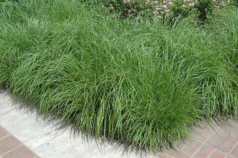Fountain Grass (Pennisetum alopecuroides) at Eagle Lake Nurseries
