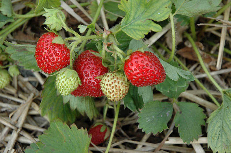 June-Bearing Strawberry (Fragaria 'June-Bearing') at Eagle Lake Nurseries