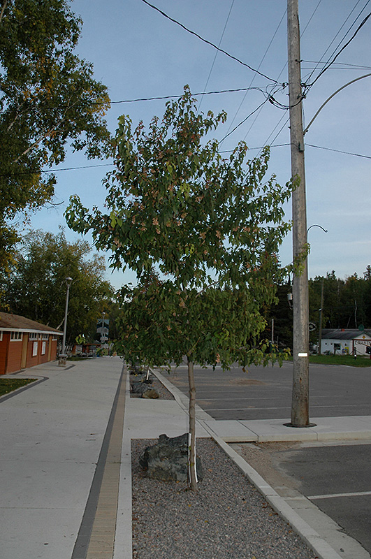 Amur Maple (tree form) (Acer ginnala '(tree form)') at Eagle Lake Nurseries