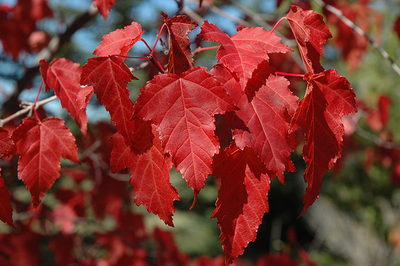 Amur Maple Acer Ginnala In Strathmore Calgary Drumheller Brooks Okotoks Alberta Ab At Eagle 