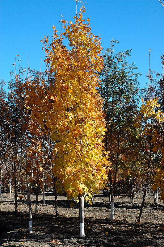 Lord Selkirk Sugar Maple (Acer saccharum 'Jefselk') at Eagle Lake Nurseries