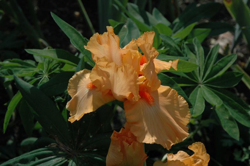 Orange Harvest Iris (Iris 'Orange Harvest') at Eagle Lake Nurseries