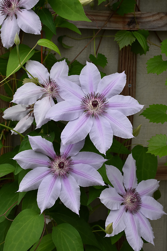 Nelly Moser Clematis (Clematis 'Nelly Moser') at Eagle Lake Nurseries
