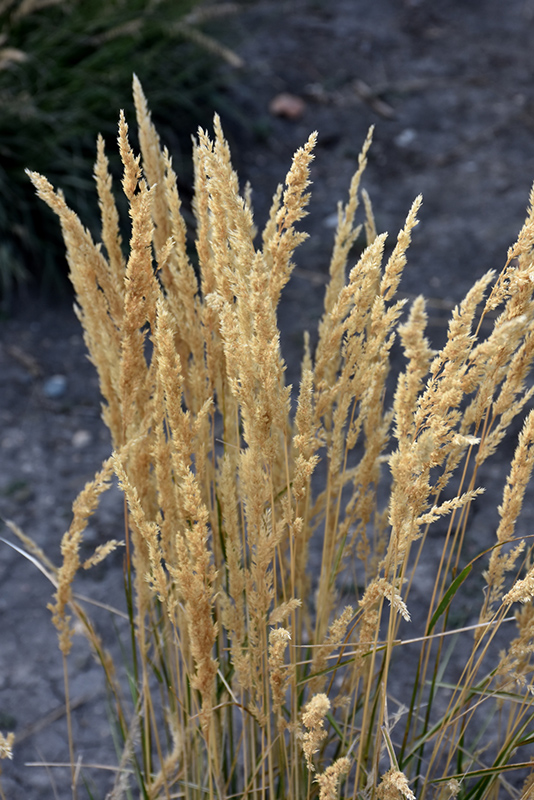 El Dorado Feather Reed Grass (Calamagrostis x acutiflora 'El Dorado') at Eagle Lake Nurseries