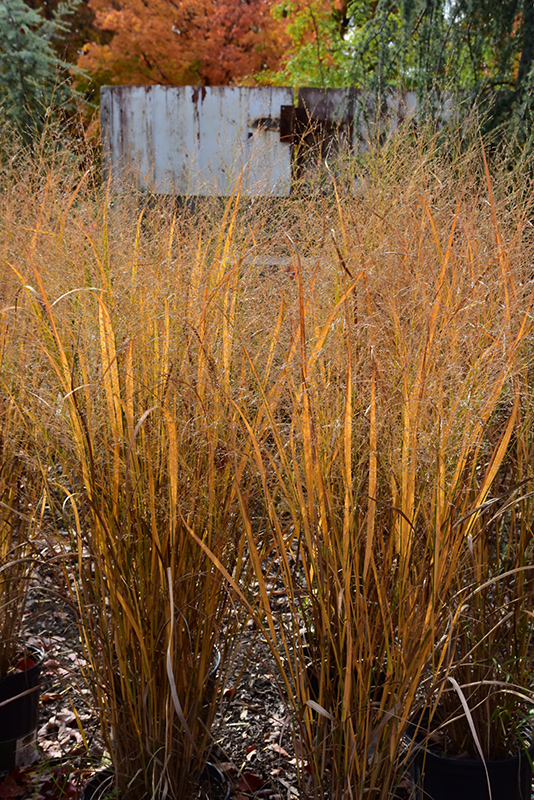 Northwind Switch Grass (Panicum virgatum 'Northwind') at Eagle Lake Nurseries