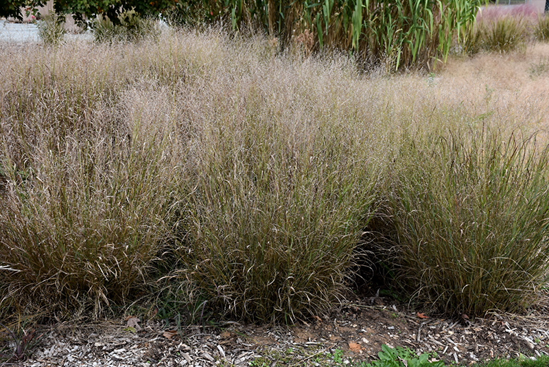 Shenandoah Reed Switch Grass (Panicum virgatum 'Shenandoah') at Eagle Lake Nurseries