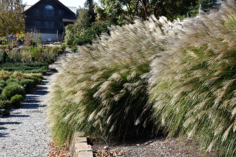 Gracillimus Maiden Grass (Miscanthus sinensis 'Gracillimus') at Eagle Lake Nurseries