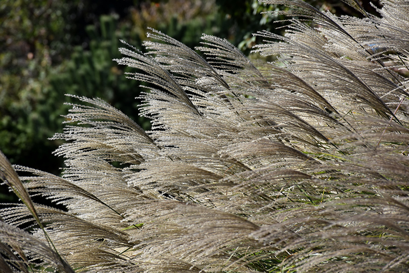 Gracillimus Maiden Grass (Miscanthus sinensis 'Gracillimus') at Eagle Lake Nurseries