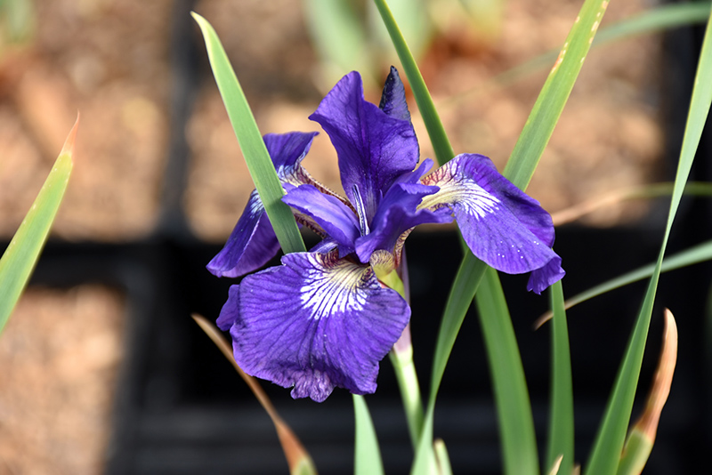 Blue King Siberian Iris (Iris sibirica 'Blue King') at Eagle Lake Nurseries