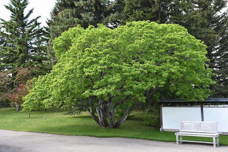 Amur Maple (Acer ginnala) at Eagle Lake Nurseries