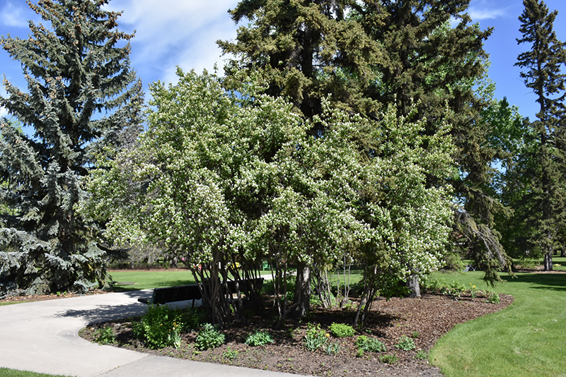 Thiessen Saskatoon (Amelanchier alnifolia 'Thiessen') at Eagle Lake Nurseries