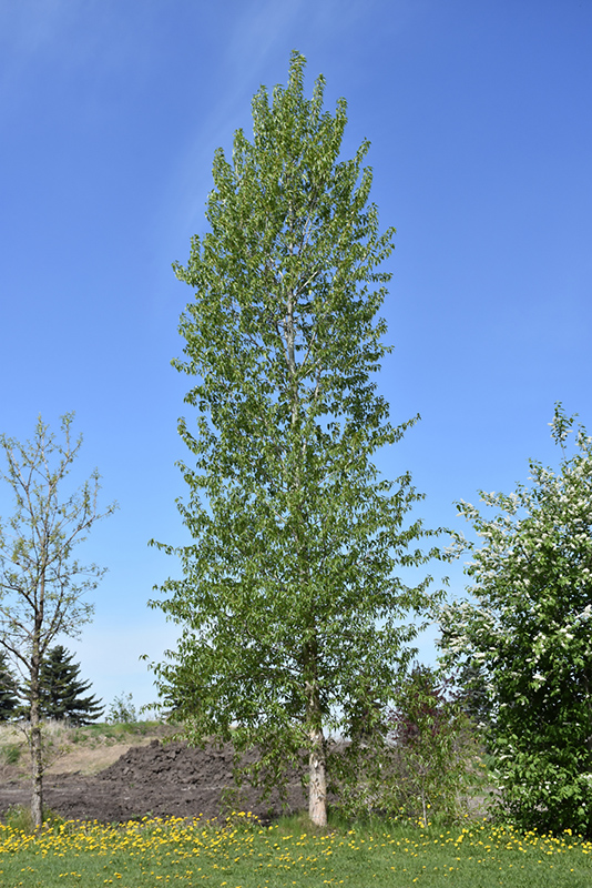 Balsam Poplar (Populus balsamifera) at Eagle Lake Nurseries