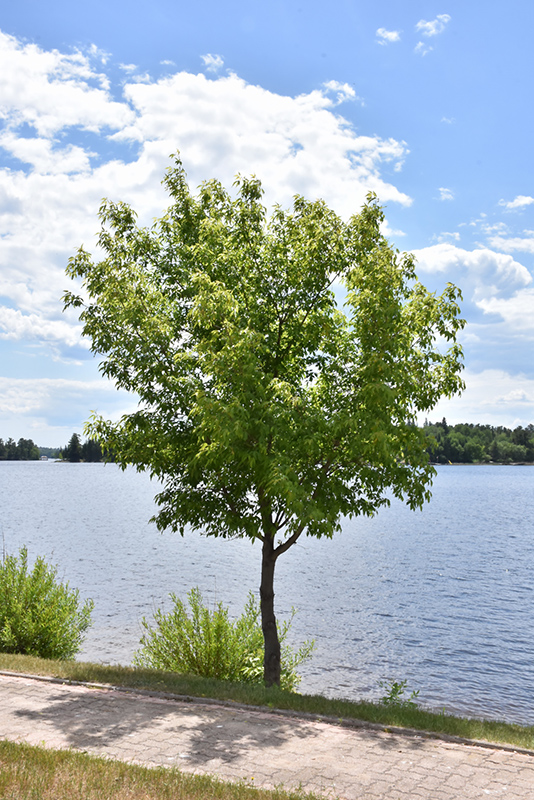 Manitoba Maple (Acer negundo 'Baron') at Eagle Lake Nurseries