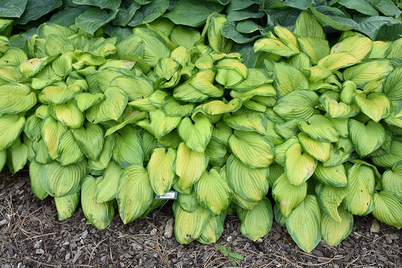 Stained Glass Hosta (Hosta 'Stained Glass') at Eagle Lake Nurseries