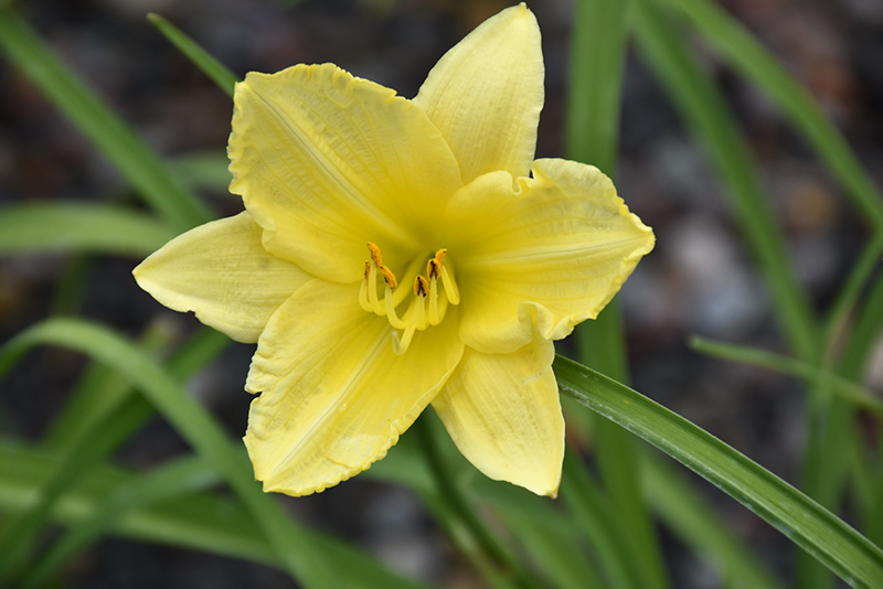Happy Ever Appster Big Time Happy Daylily (Hemerocallis 'Big Time Happy') at Eagle Lake Nurseries
