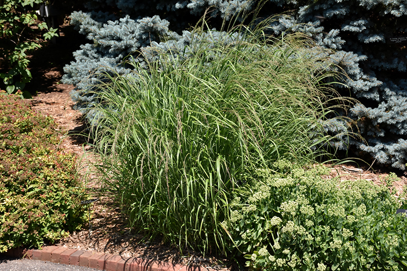 Red Switch Grass (Panicum virgatum 'Rotstrahlbusch') at Eagle Lake Nurseries