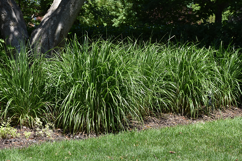 Korean Reed Grass (Calamagrostis brachytricha) at Eagle Lake Nurseries