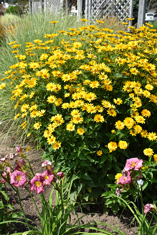Summer Sun False Sunflower (Heliopsis helianthoides 'Summer Sun') at Eagle Lake Nurseries
