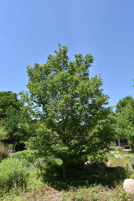 Bigtooth Maple (Acer grandidentatum) at Eagle Lake Nurseries