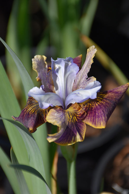Black Joker Siberian Iris (Iris sibirica 'Black Joker') at Eagle Lake Nurseries