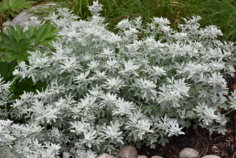 Silver Brocade Artemesia (Artemisia stelleriana 'Silver Brocade') at Eagle Lake Nurseries