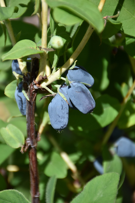 Berry Smart Blue Honeyberry (Lonicera caerulea 'Berry Smart Blue') at Eagle Lake Nurseries
