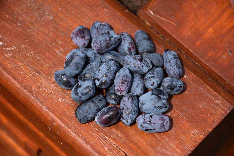 Blue Belle Honeyberry (Lonicera caerulea 'Berry Smart Belle') at Eagle Lake Nurseries