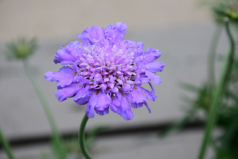 Butterfly Blue Pincushion Flower (Scabiosa 'Butterfly Blue') at Eagle Lake Nurseries