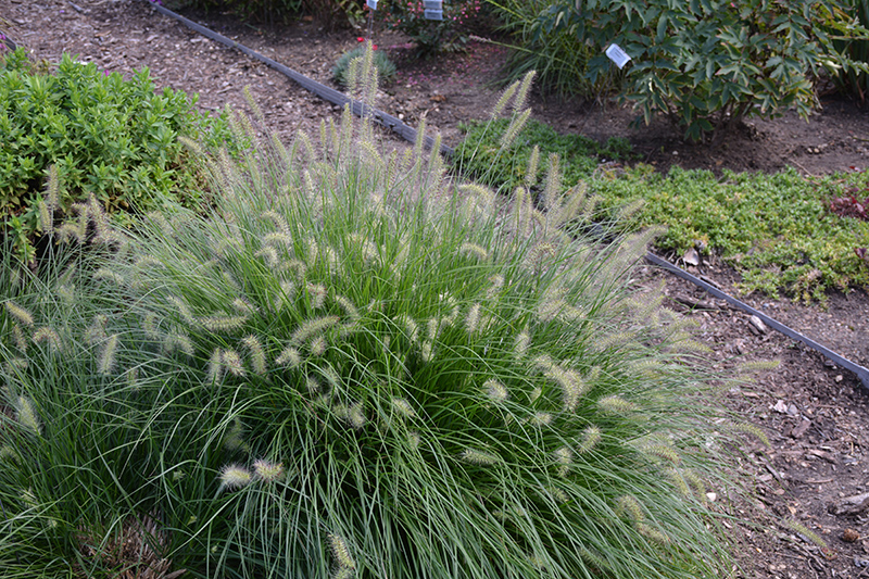 Little Bunny Dwarf Fountain Grass (Pennisetum alopecuroides 'Little Bunny') at Eagle Lake Nurseries