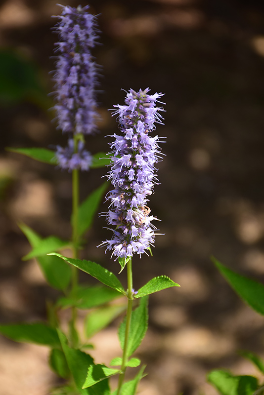 Blue Fortune Anise Hyssop (Agastache 'Blue Fortune') at Eagle Lake Nurseries
