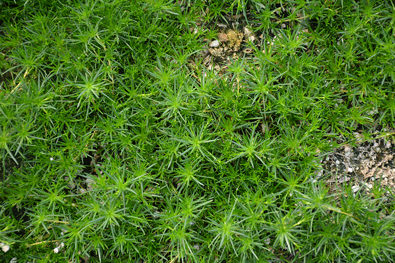 Irish Moss (Sagina subulata) at Eagle Lake Nurseries