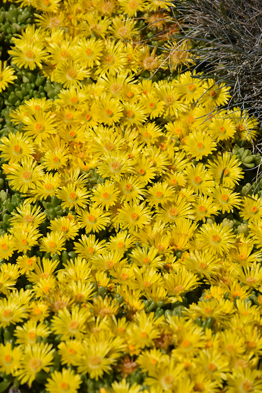 Yellow Ice Plant (Delosperma nubigenum) at Eagle Lake Nurseries