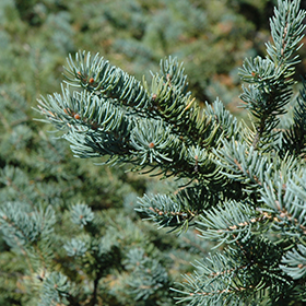 Montgomery Blue Spruce (Picea pungens 'Montgomery') in Strathmore Calgary  Drumheller Brooks Okotoks Alberta AB at Eagle Lake Nurseries