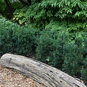 Plant Photo 3