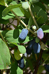 berry blue honeyberry smart search fruit plant