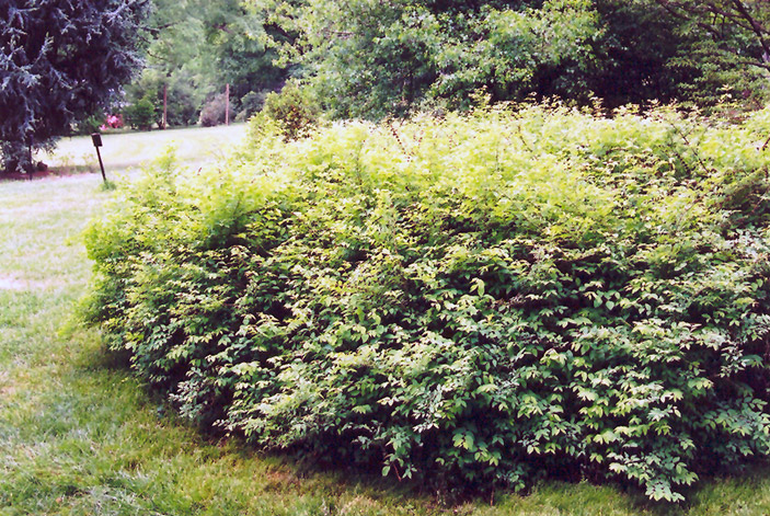 Coralberry Red snowberry (Symphoricarpos orbiculatus) in Strathmore ...