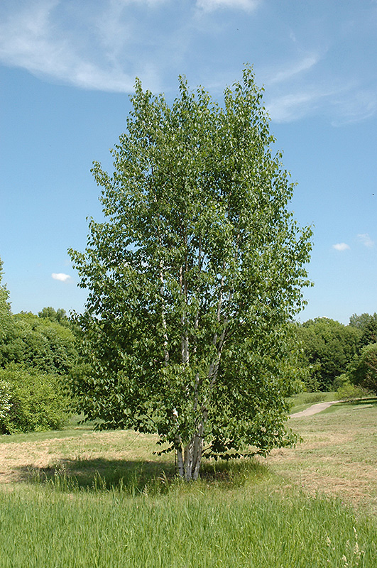 Renaissance Reflection Paper Birch (Betula papyrifera 'Renci') in ...