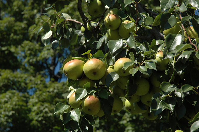 Golden Spice Pear (Pyrus ussuriensis 'Golden Spice') in Strathmore ...