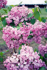 Maiden's Blush Lilac (Syringa x hyacinthiflora 'Maiden's Blush') in ...